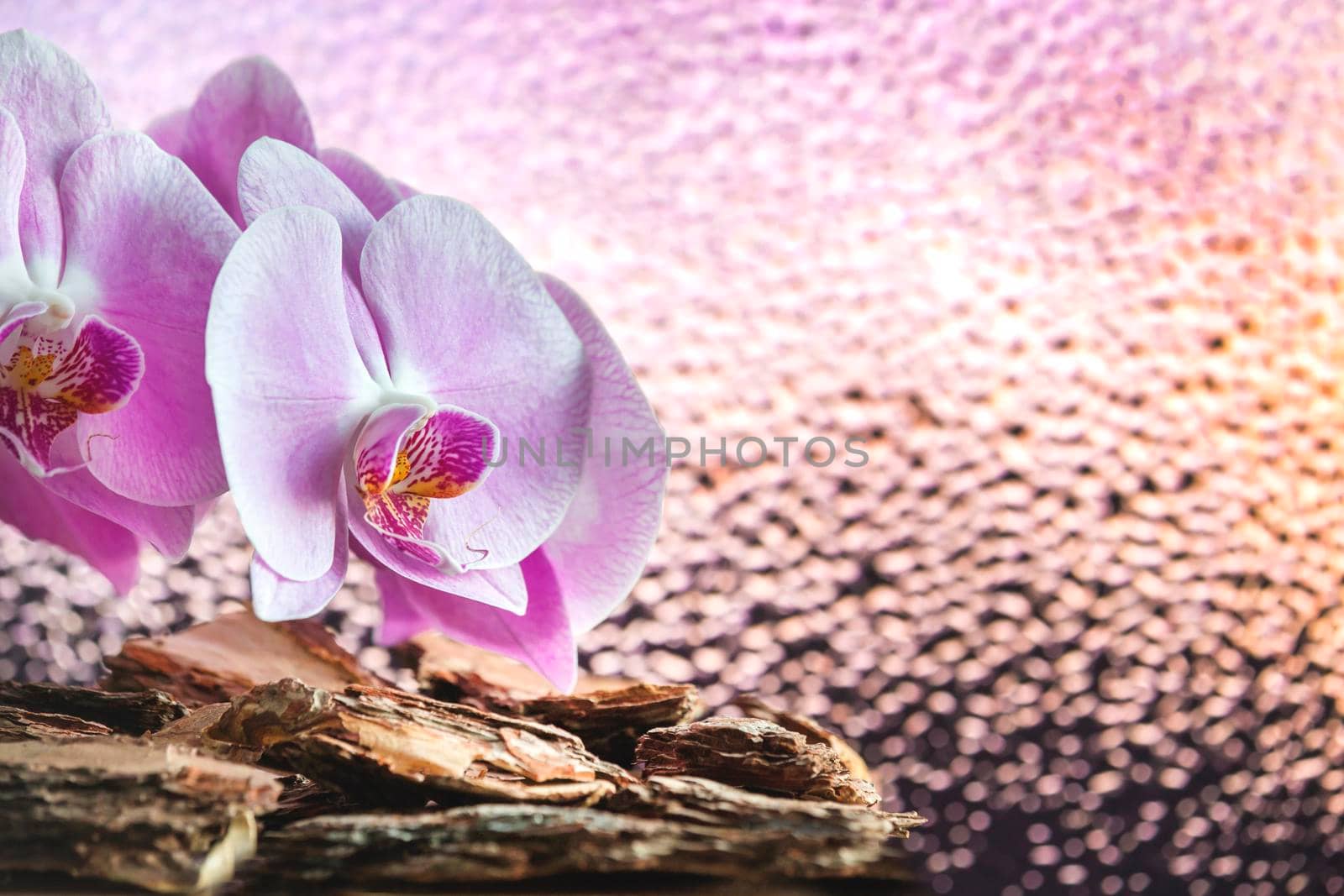 Beautiful pink flowers on a glass background with drops. by Laguna781