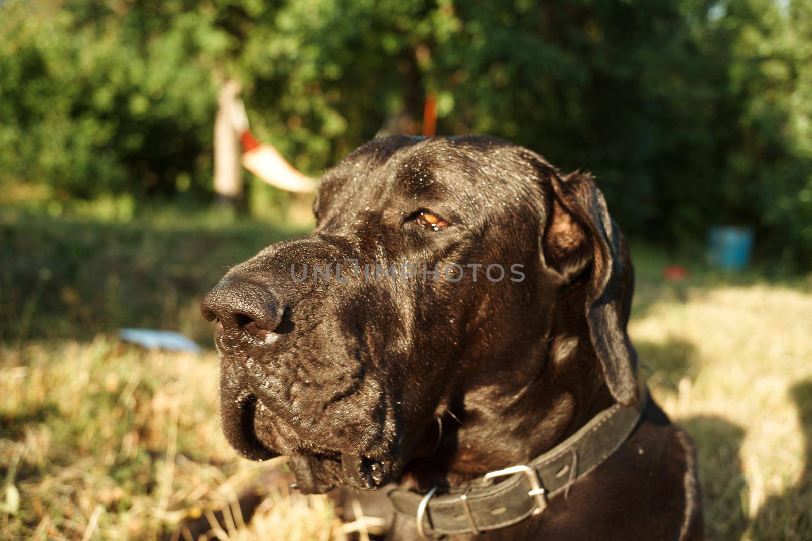 large purebred black dog outdoors in the field pets by Vichizh