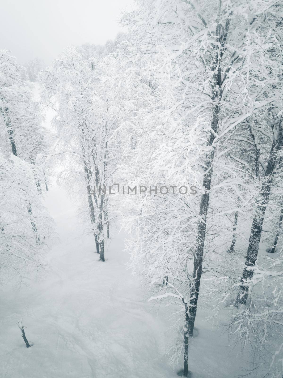 Deciduous winter forest by Yellowj