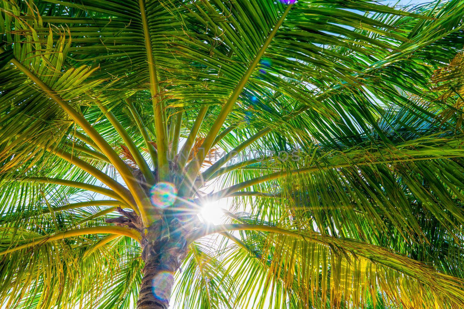 Beach summer vacation holidays background with coconut palm trees and hanging palm tree leaves by kolesnikov_studio