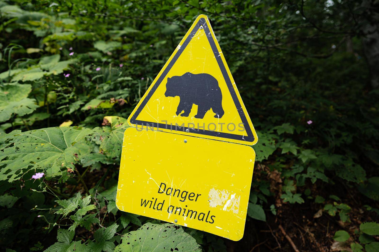 Danger bear sign on the path in national park, close up
