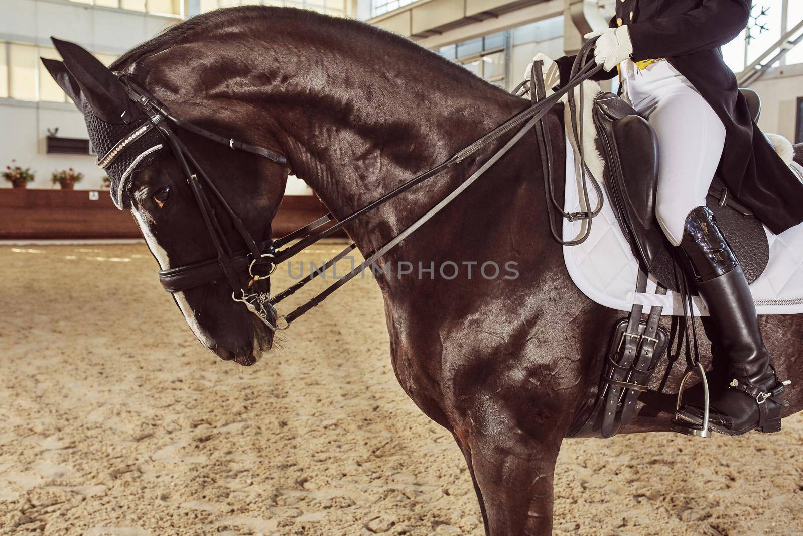 woman jockey with his horse in uniform for Dressage