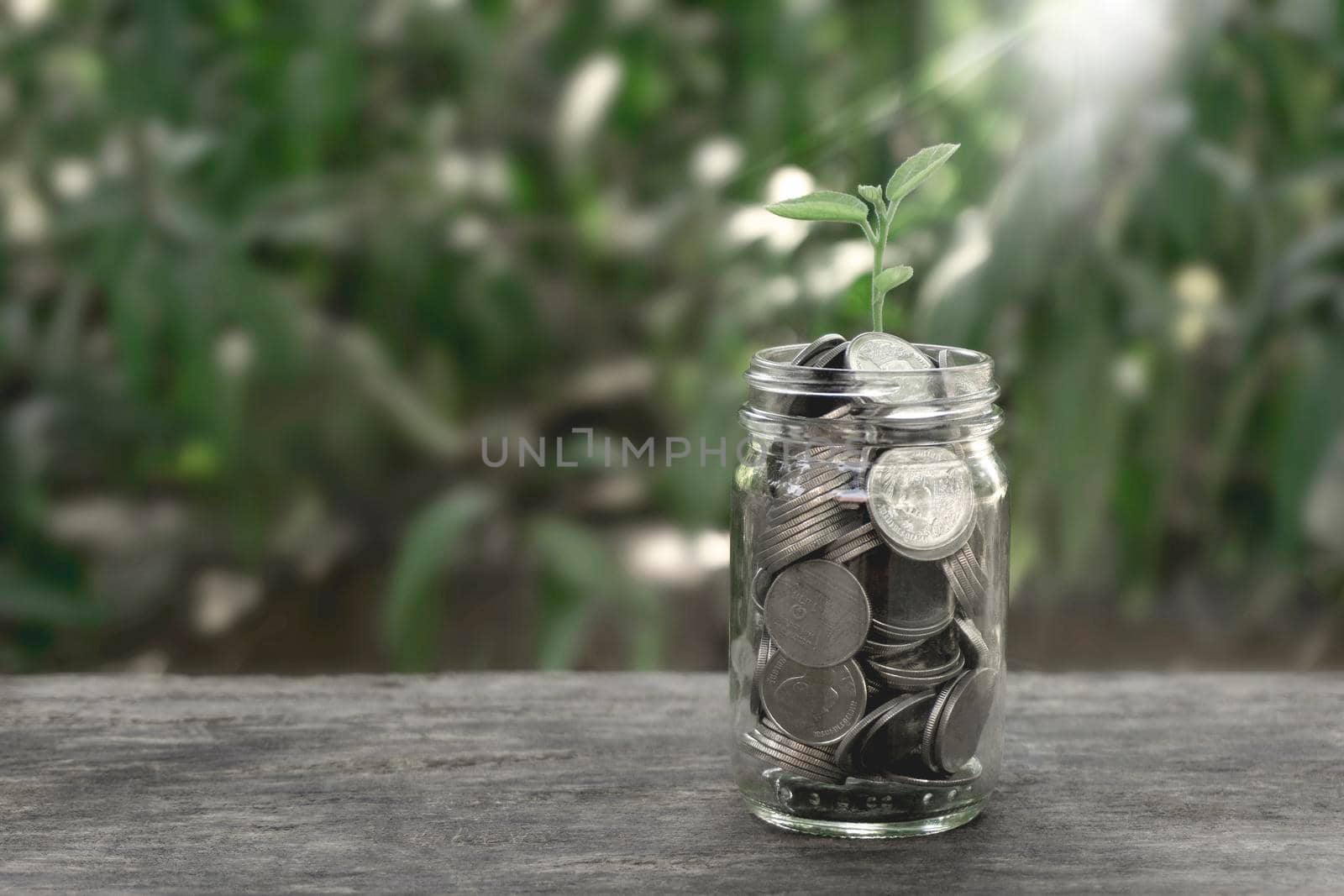 Growing plant of money Saving Thai baht coins in a bottle glass on wood table with filter effect retro green style. Money save Concept
