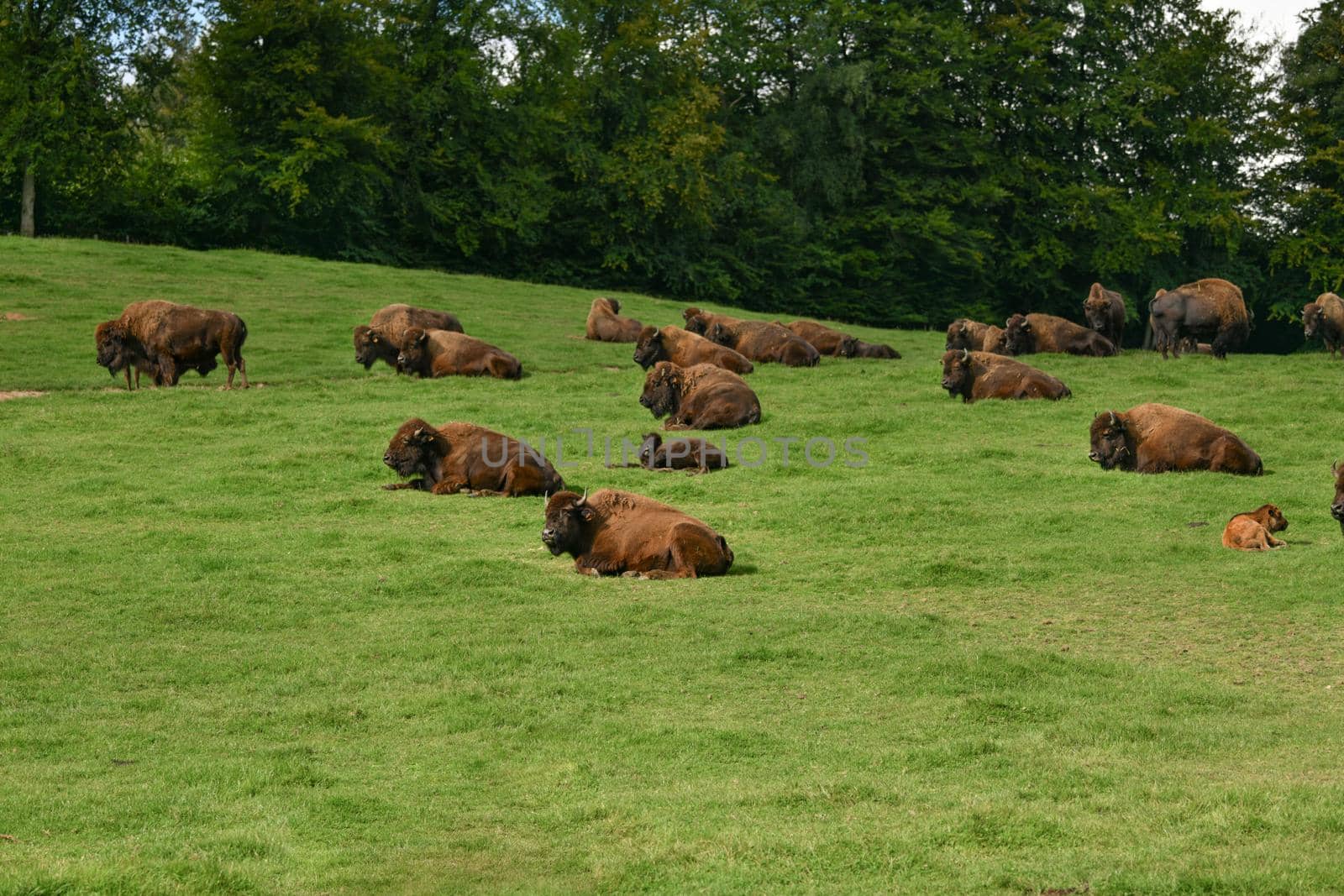 Bison graze in summer pasture