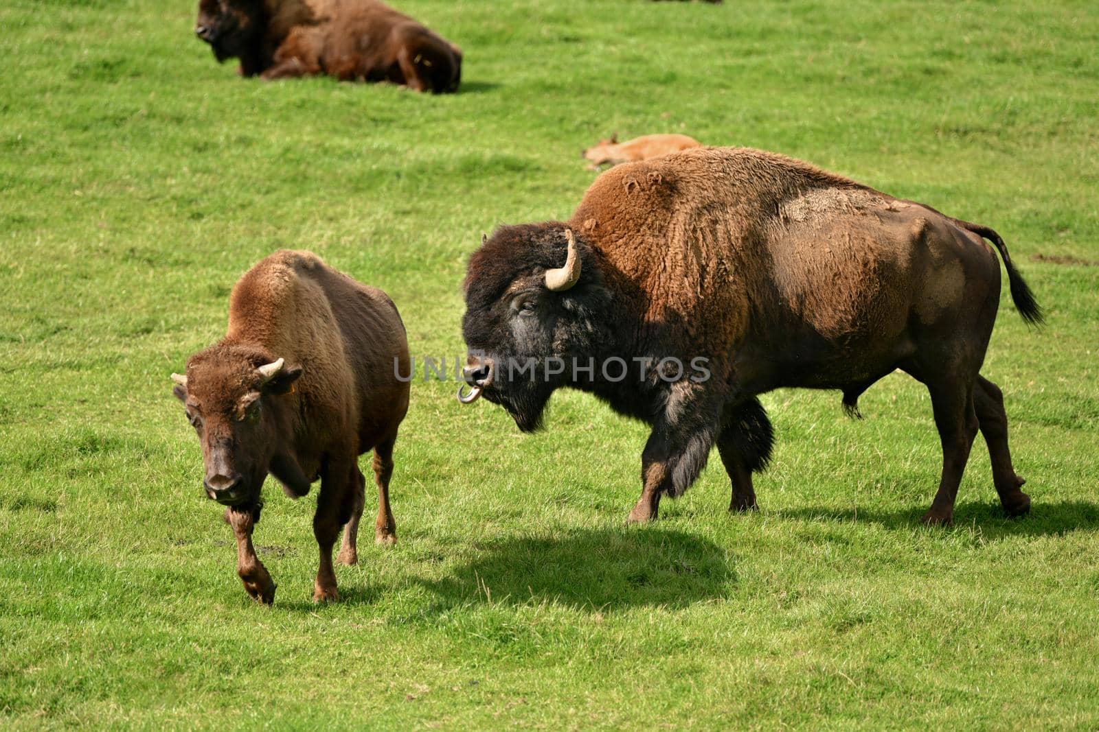 Bison graze in summer pasture