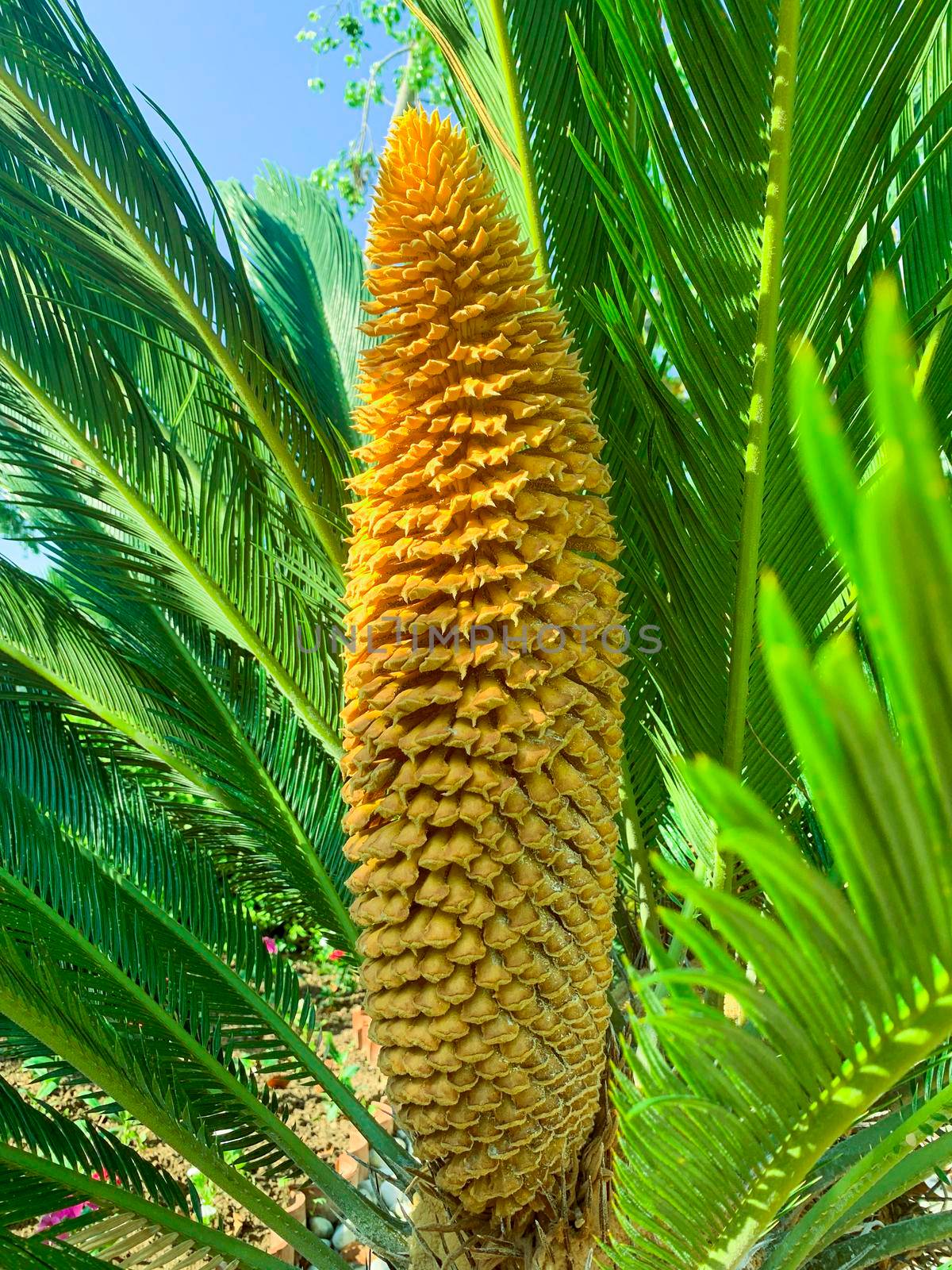 Evergreen plant Cycas rumphii cone. Studio Photo.