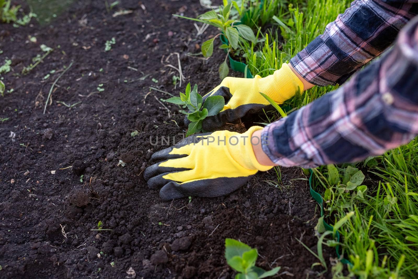 The hands of woman gardener in gloves plant seedling of small oak trees in the ground.