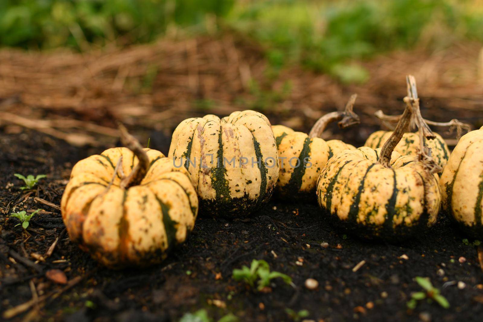 Small pumpkins in a garden Fall Season