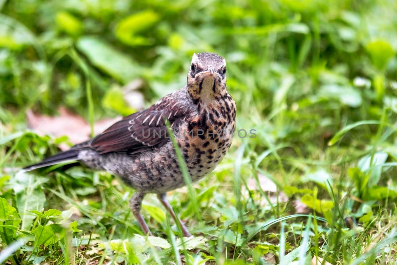 Young thrush on green grass close-up.