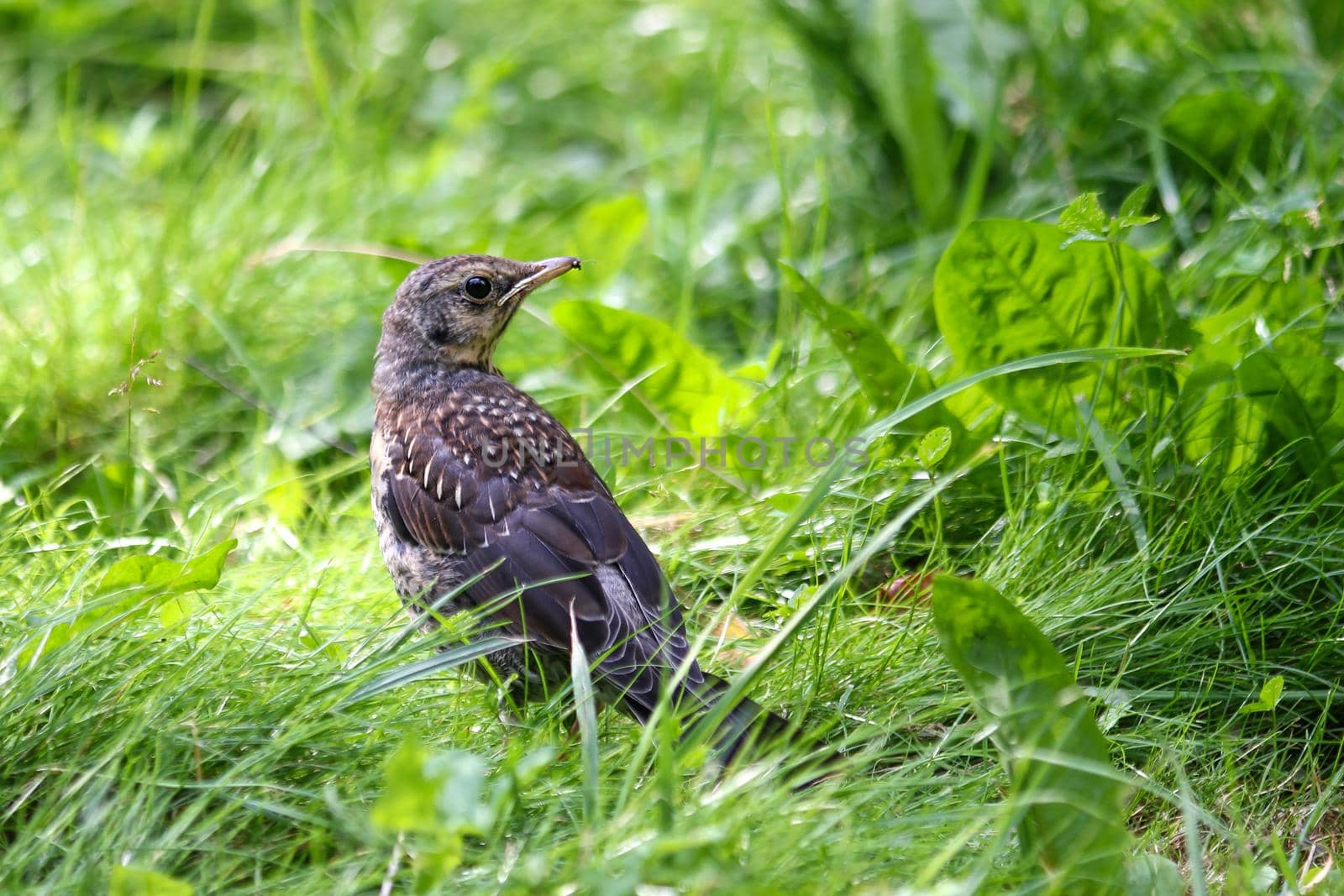 A blackbird is sitting in the green grass. Close-up.