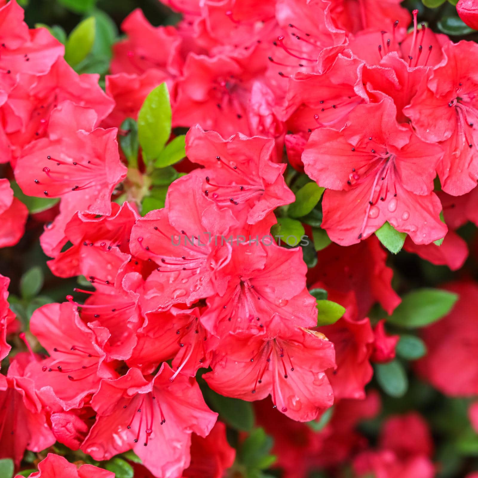 Blooming red azalea flowers with dew drops in spring garden. Gardening concept. Floral background