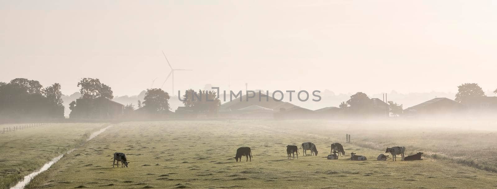 spotted cows in green grassy misty morning meadow between amsterdam and utrecht in the netherlands by ahavelaar