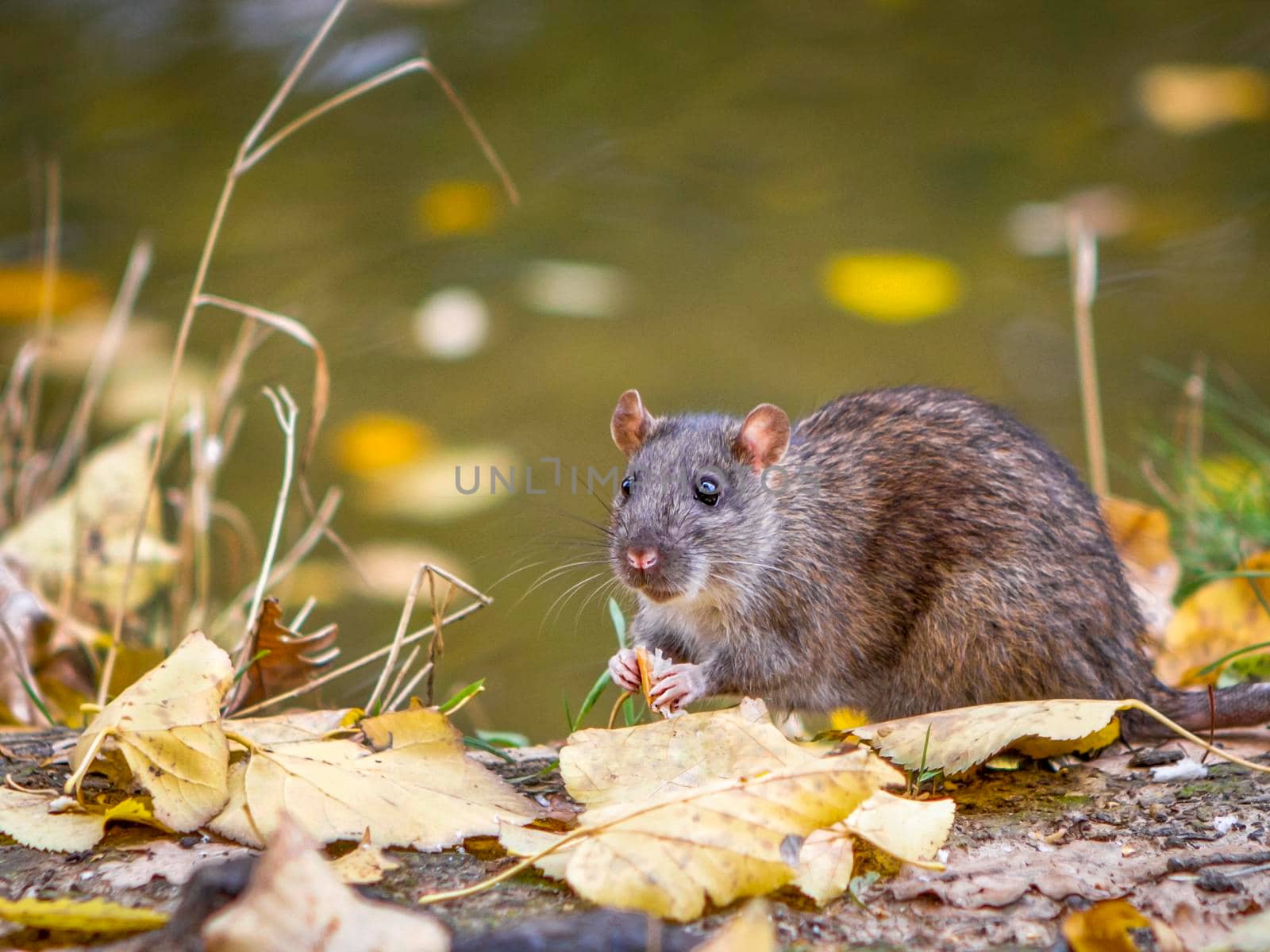 Wild rat eating food in the autumn forest. by Laguna781
