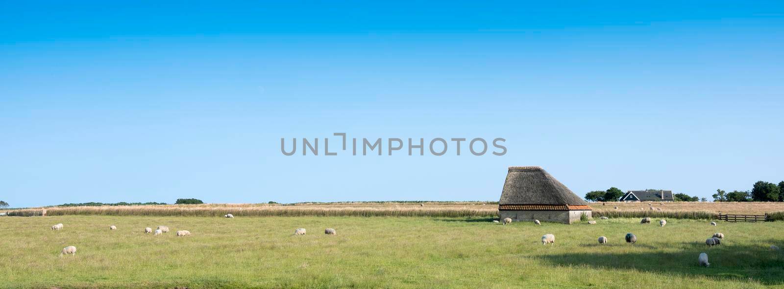 sheep in grassy meadow on dutch island of texel in the netherlands by ahavelaar