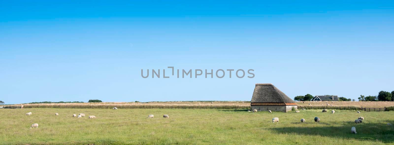 sheep in grassy meadow on dutch island of texel in the netherlands with typical barn under blue summer sky