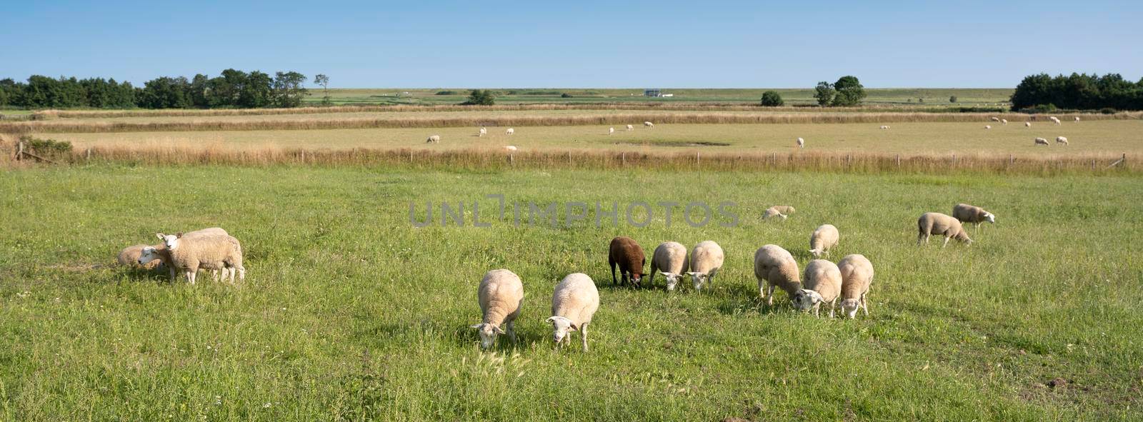 sheep in green meadow under blue sky on dutch island of texel in summer by ahavelaar