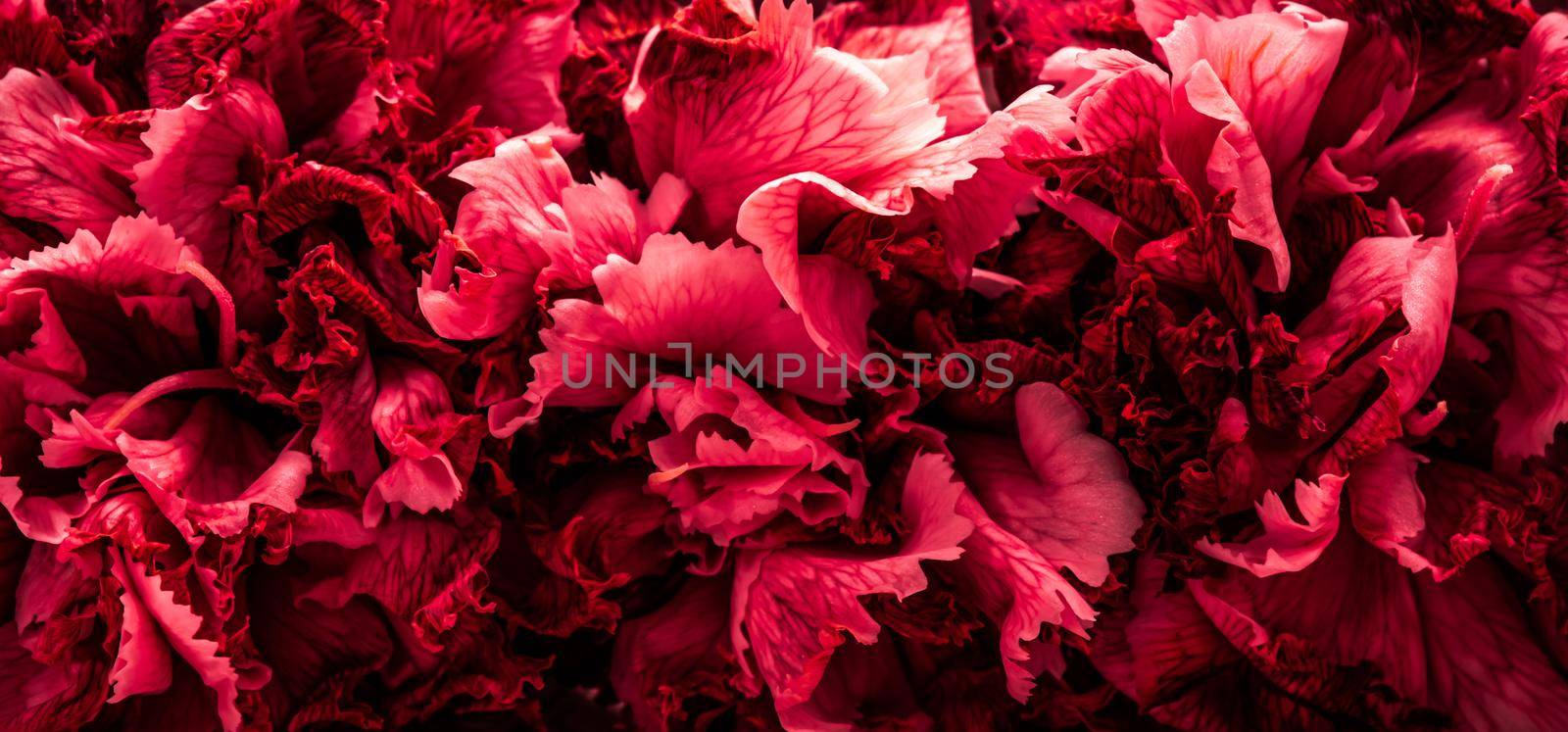 Abstract floral background, red carnation flower petals. Macro flowers backdrop for holiday brand design by Olayola