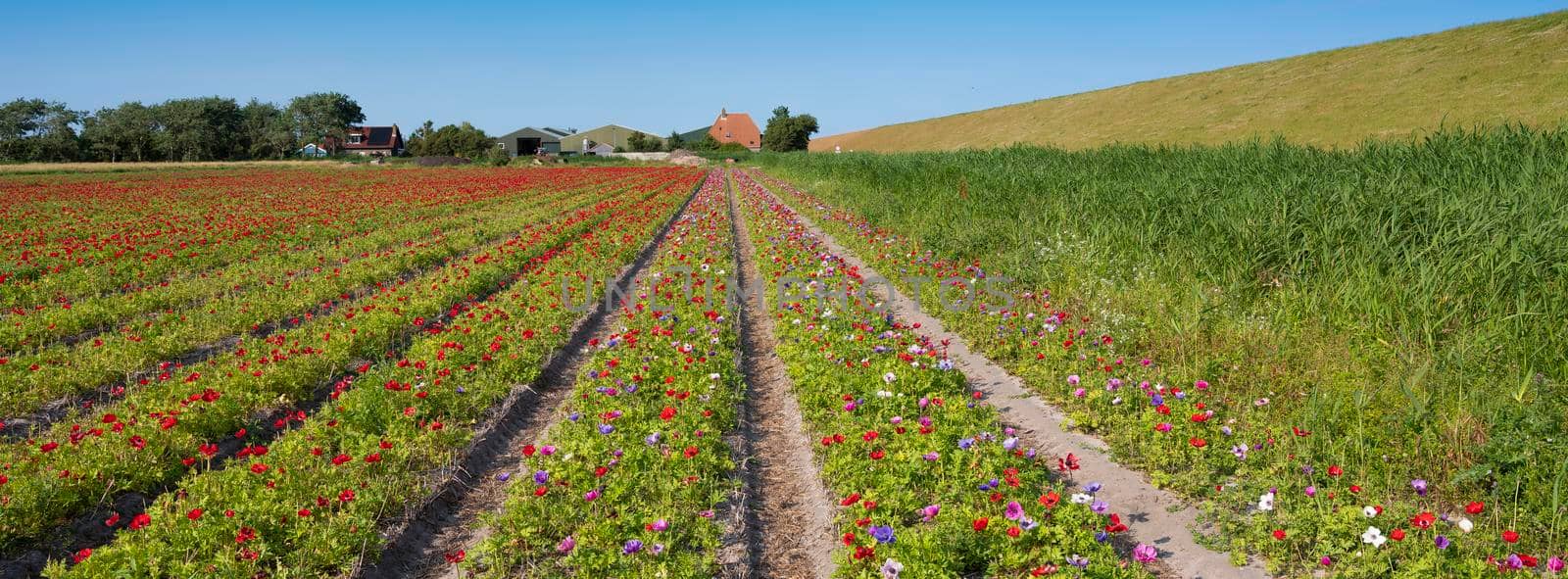 field of red, purple and pink ranunculus flowers on island of texel in the netherlands under blue sky in summer near grassy dike