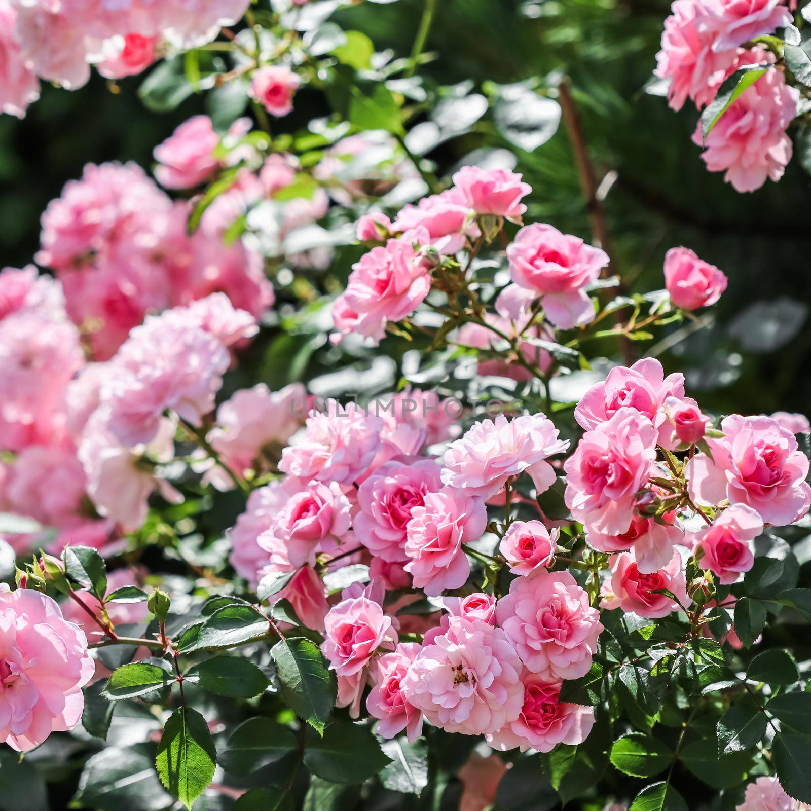 Beautiful pink roses Bonica in the garden. Perfect for background of greeting cards for birthday, Valentine's Day and Mother's Day