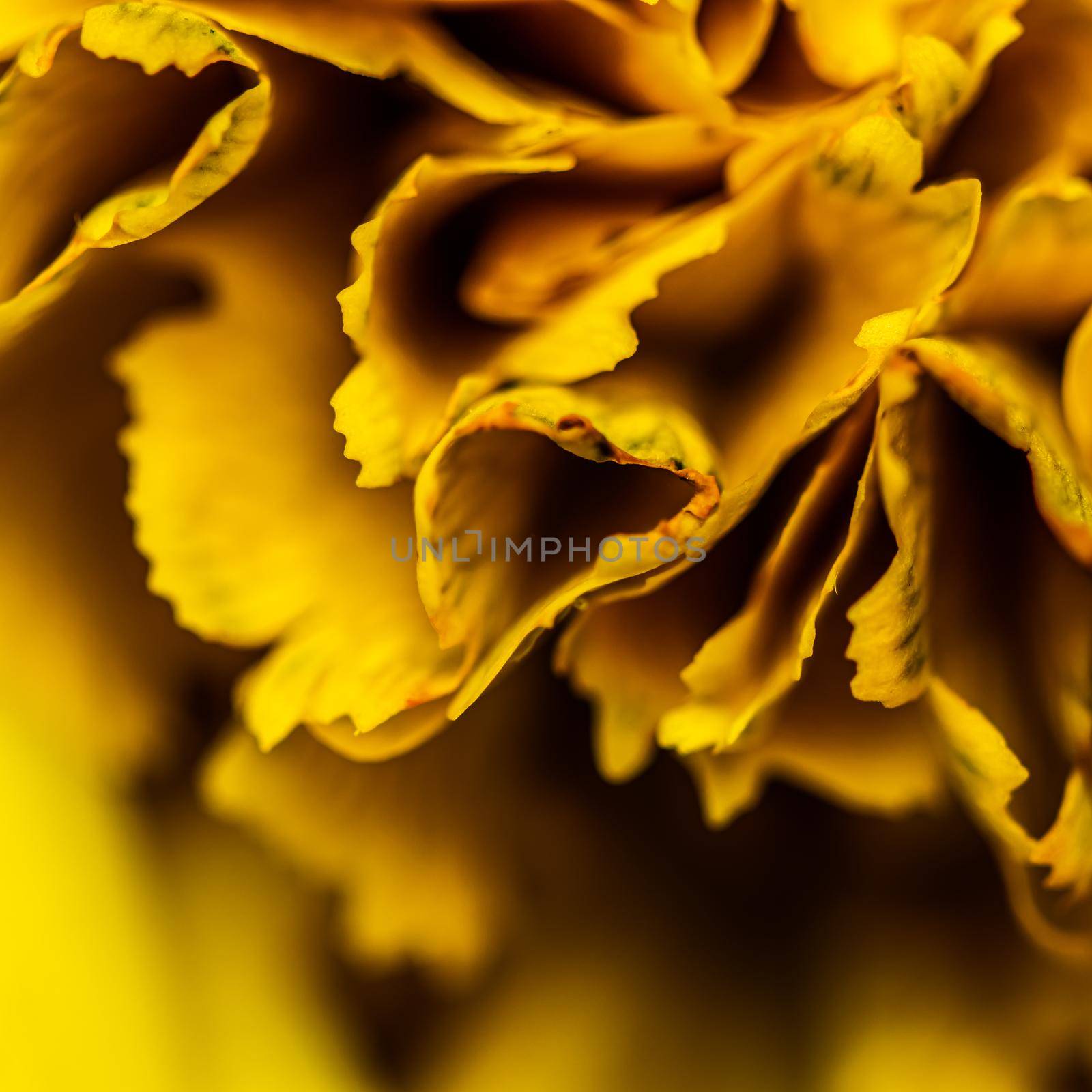 Abstract floral background, yellow carnation flower petals. Macro flowers backdrop for holiday brand design by Olayola
