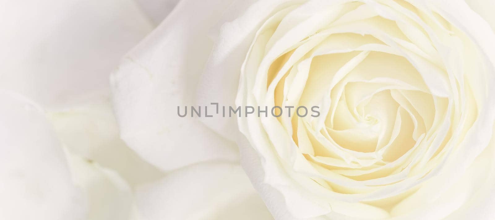 Botanical concept, wedding invitation card - Soft focus, abstract floral background, white rose flower. Macro flowers backdrop for holiday brand design