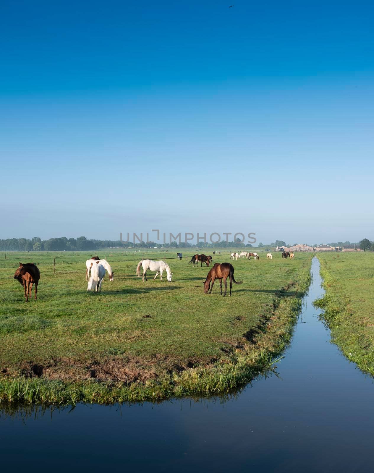 many horses in green grassy meadow and distant farm in holland under blue sky on summer morning by ahavelaar