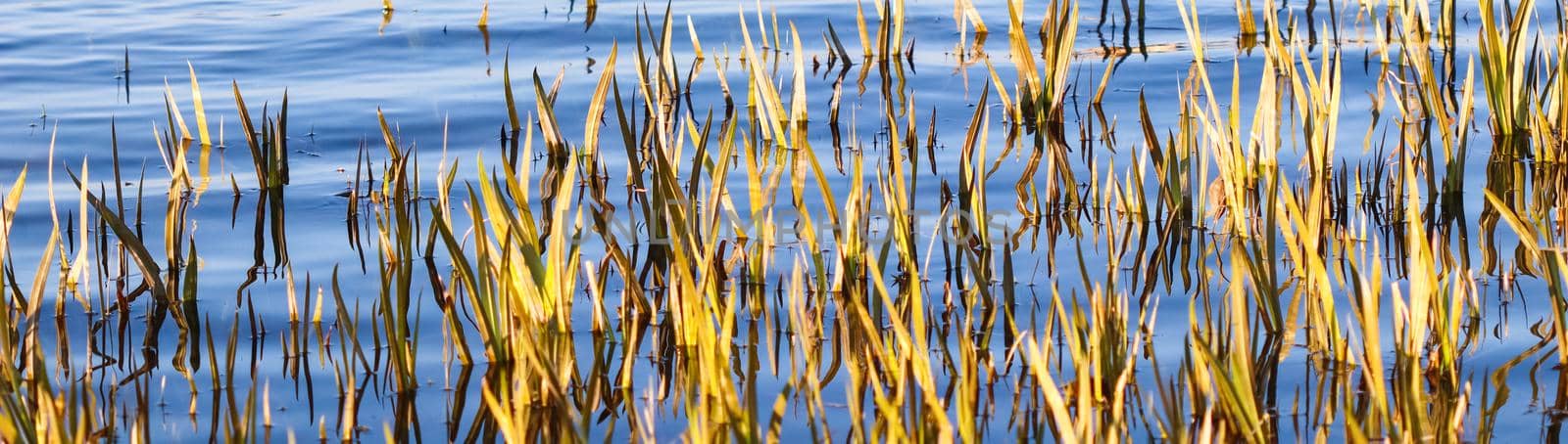 Reeds in the blue water of a lake at sunset