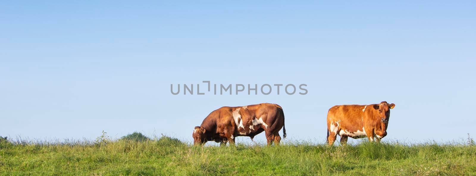 broen spotted bull and cow under blue sky in green grass on dike in holland by ahavelaar