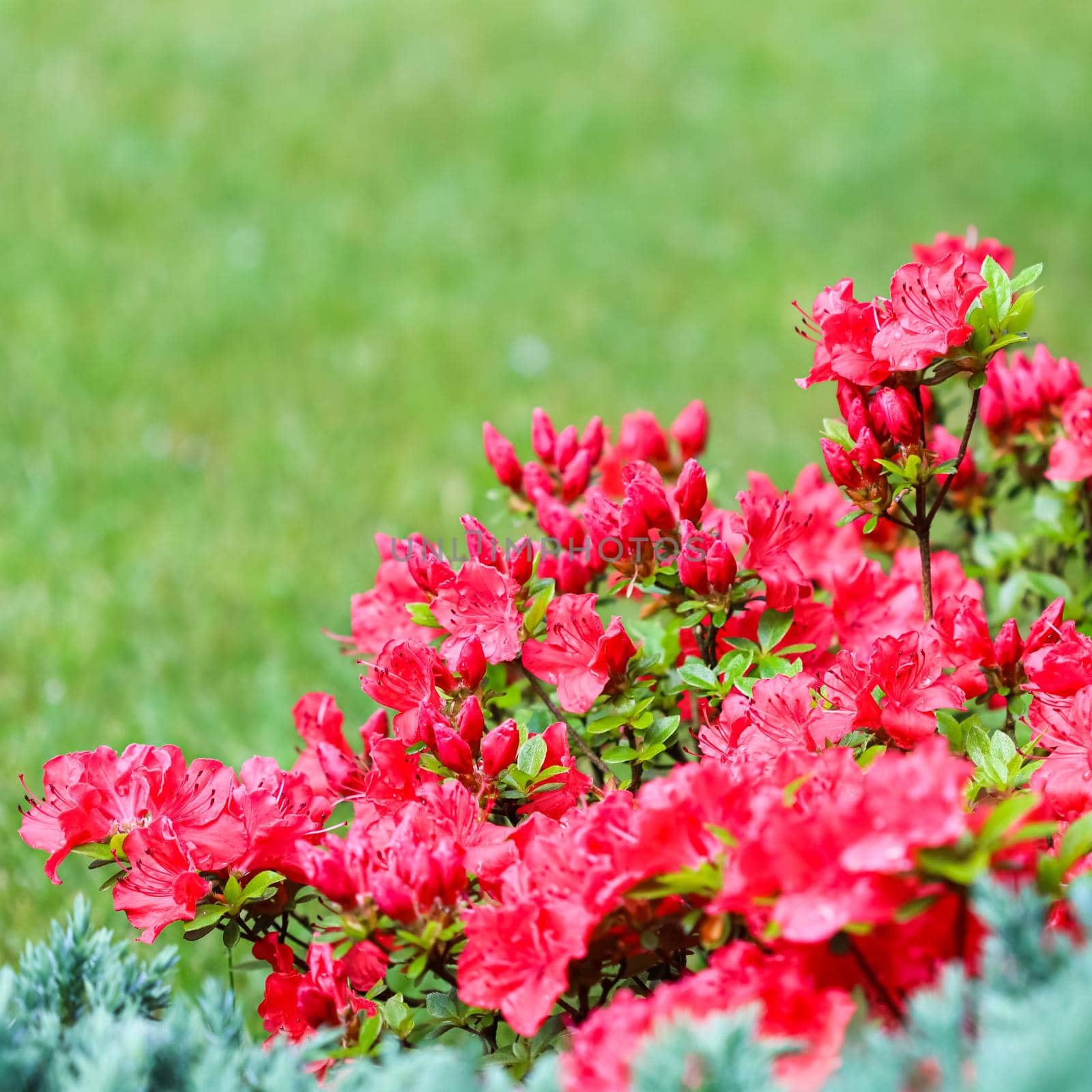 Blooming red azalea flowers and buds on a green background in a spring garden. Gardening concept