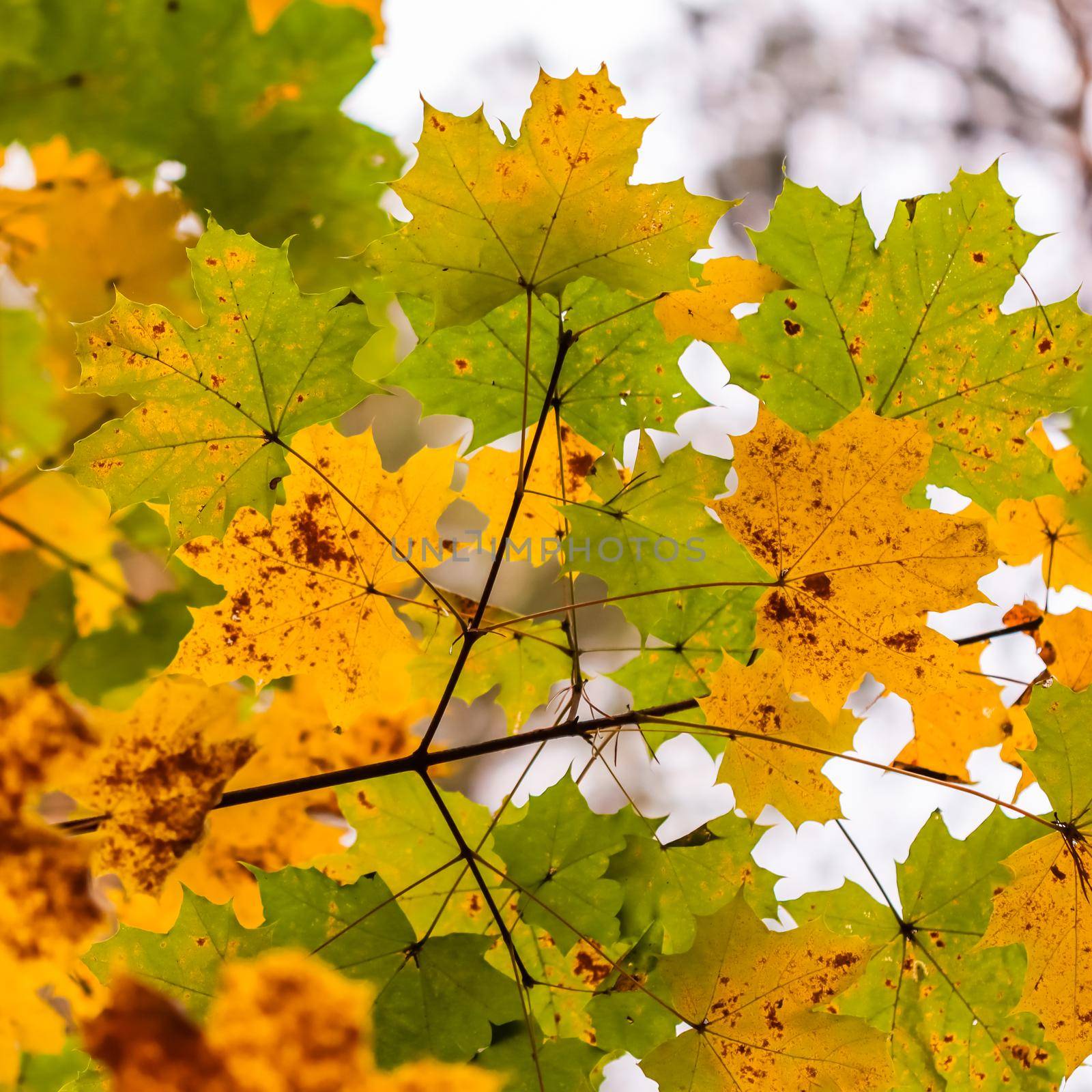 Bright colorful autumn leaves on the maple in sunny day by Olayola