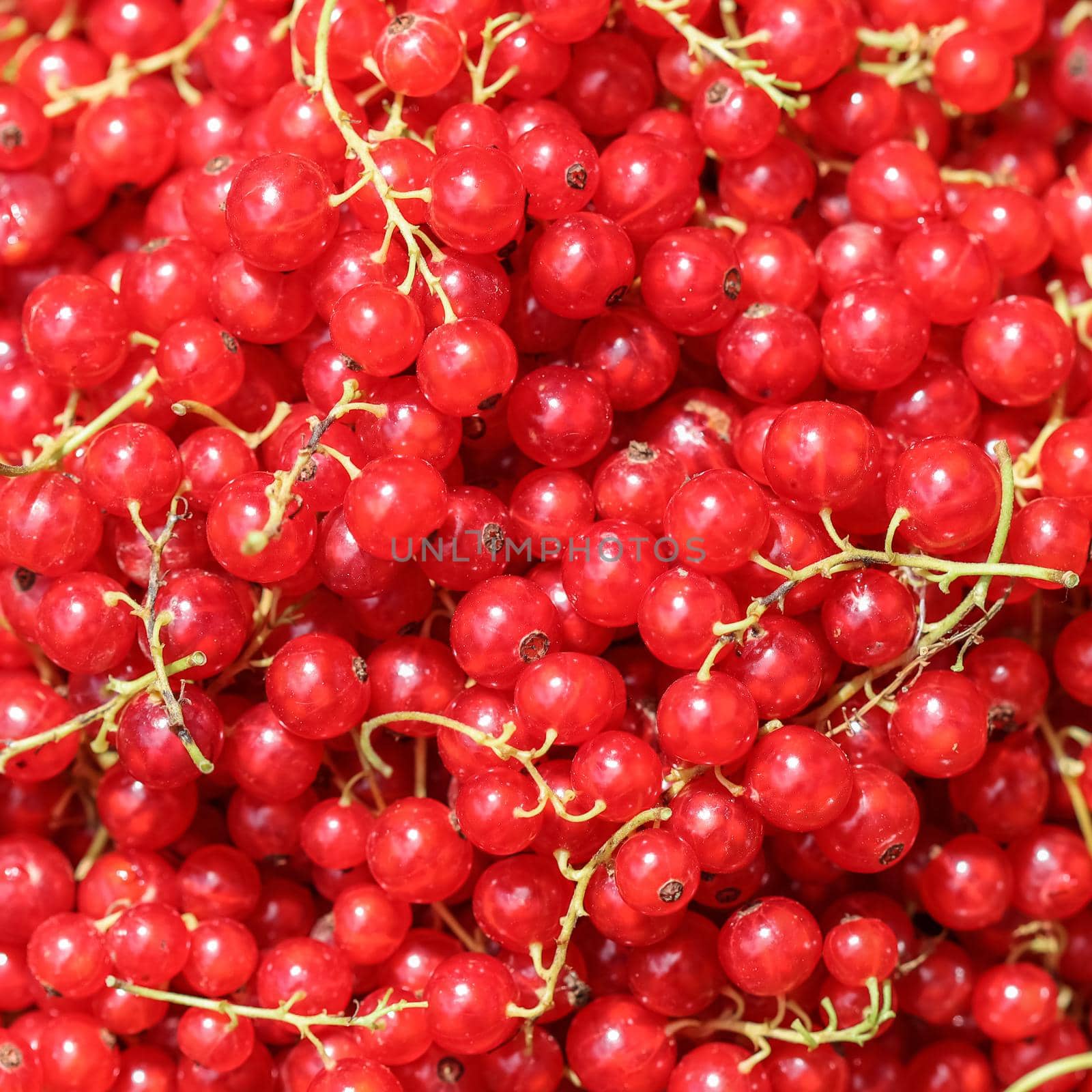 Harvesting red currants in the garden. Harvest concept.