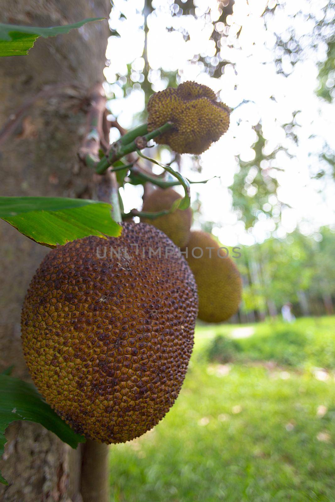 Durian tree, Fresh durian fruit on tree