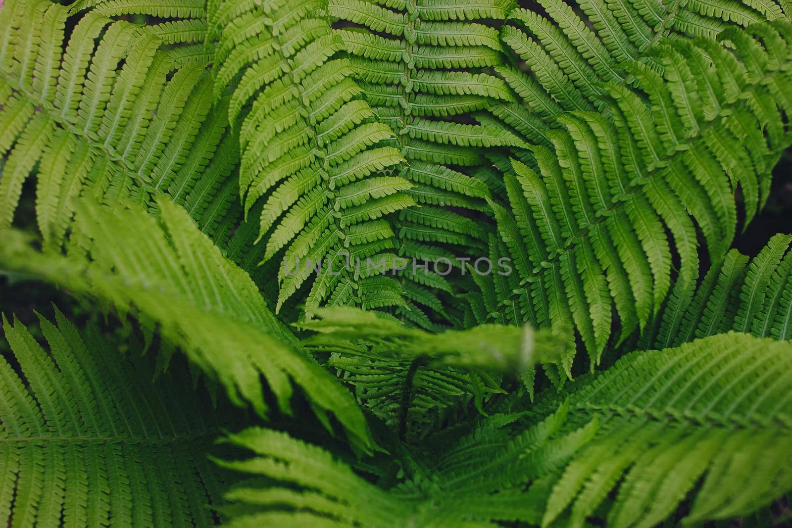 Perfect natural fern pattern. Beautiful background made with young green fern leaves by mmp1206