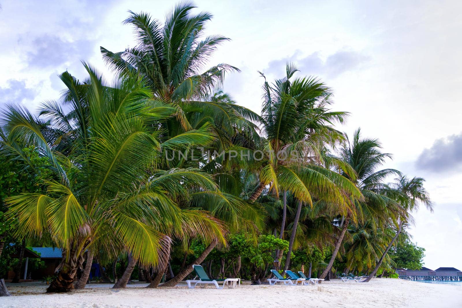 Coconut trees against the blue sky and white clouds. On the tropical coast of a secluded island.