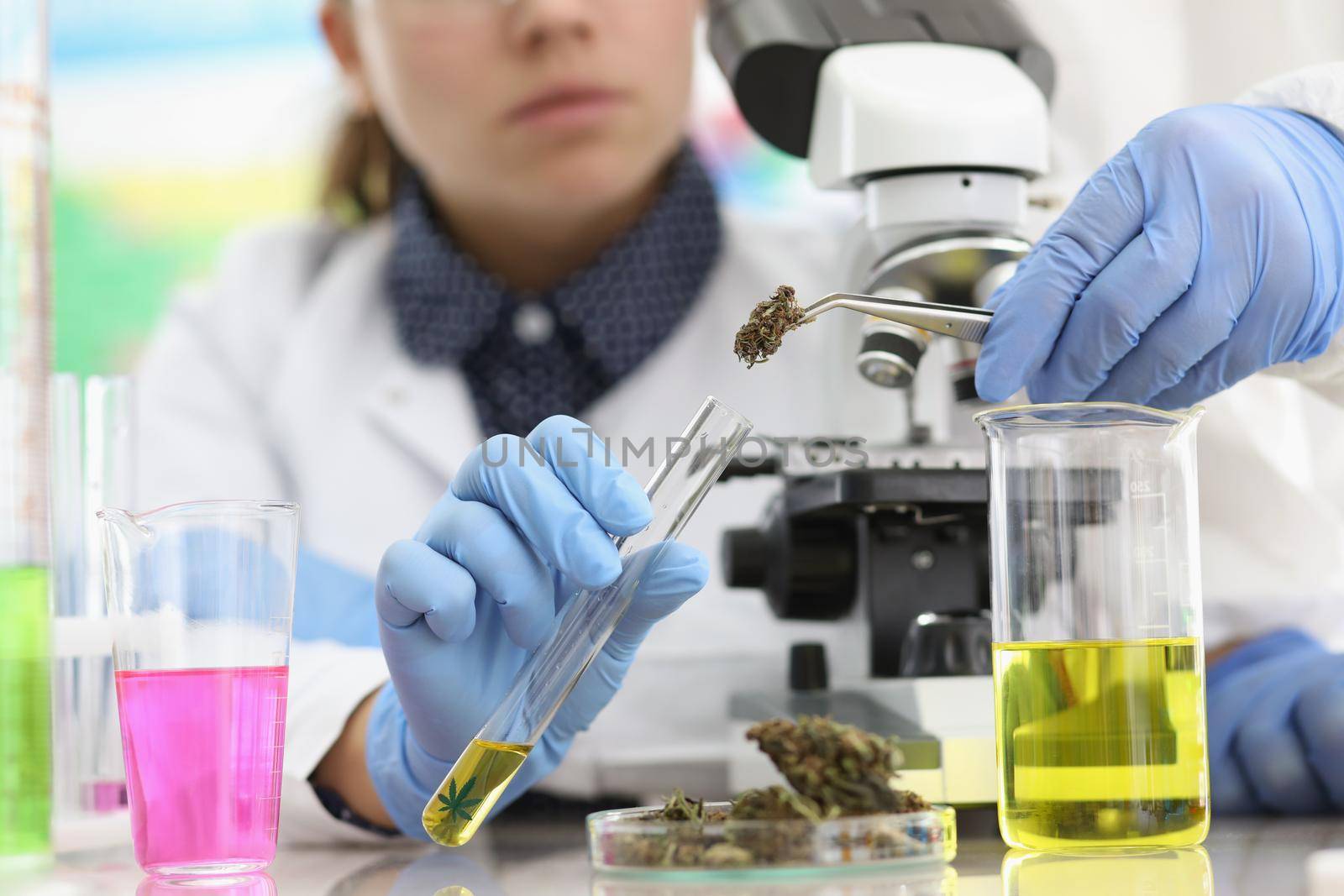 Close-up of female chemist put dried cannabis in glass tube for experiment. Scientist add dried hemp to extract oil. Laboratory research, science concept