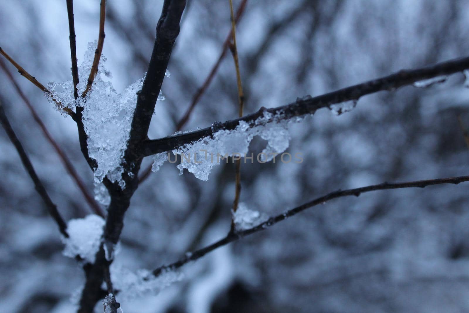 branches of tree bushes in snow ice in winter in cold colors. winter landscape by Shoba