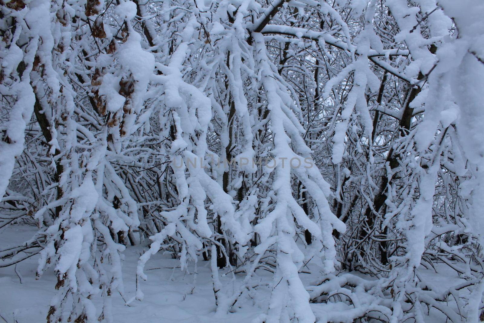 winter landscape. The branches of the trees of the bushes are covered with snow close-up. cold snow background by Shoba