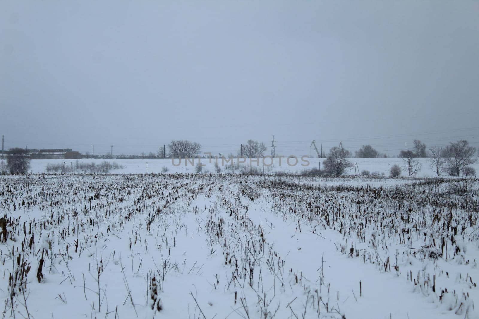 the field is covered with snow in winter. Remains of plants in winter. agriculture.