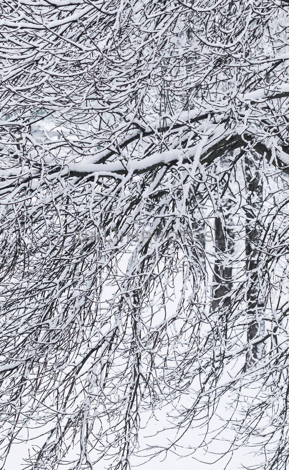 Snowing landscape, winter holiday concept - Fairytale fluffy snow-covered trees branches, nature scenery with white snow and cold weather. Snowfall in winter park. Soft focus