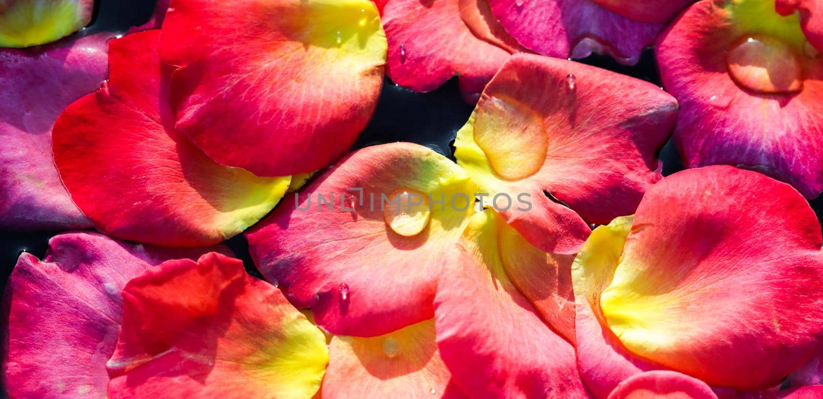 Red yellow rose petals on the water. Aromatherapy and spa concept. by Olayola