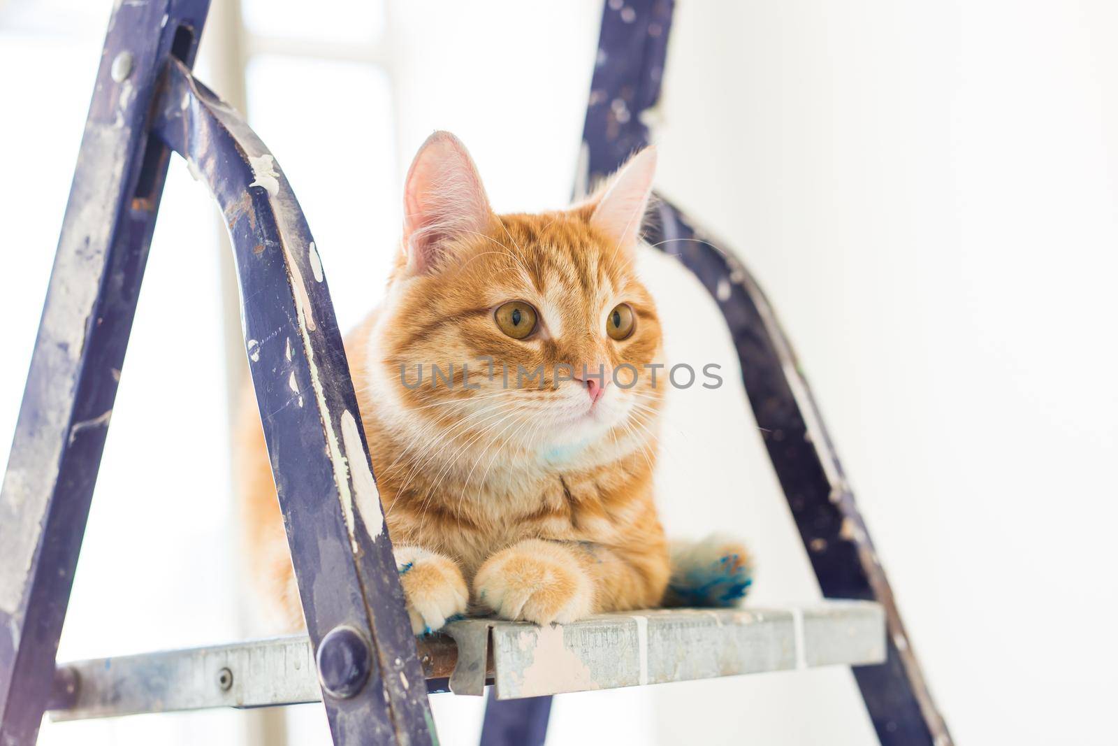 Repair, painting the walls, the cat sits on the stepladder. Funny picture.