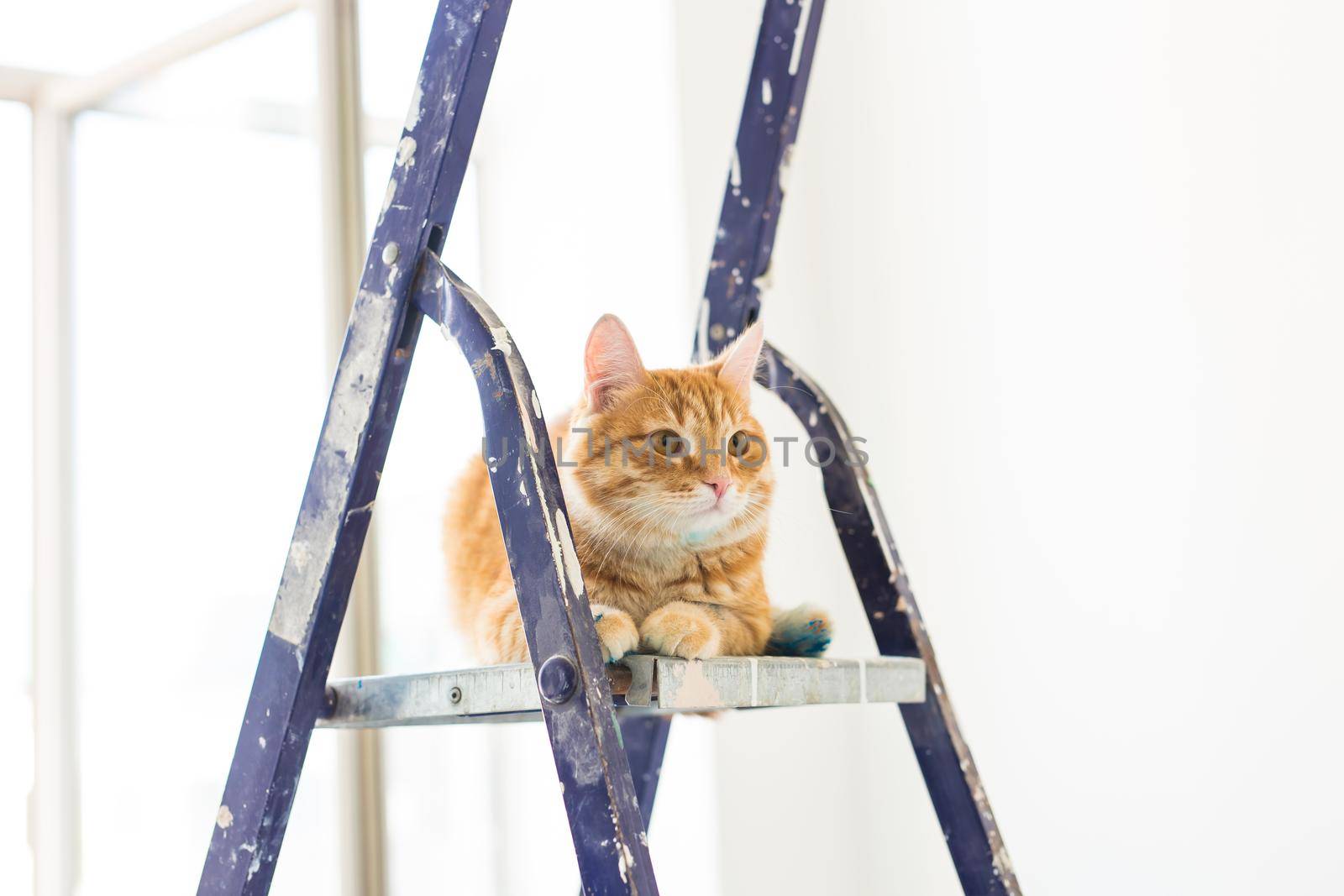 Repair, painting the walls, the cat sits on the stepladder. Funny picture.