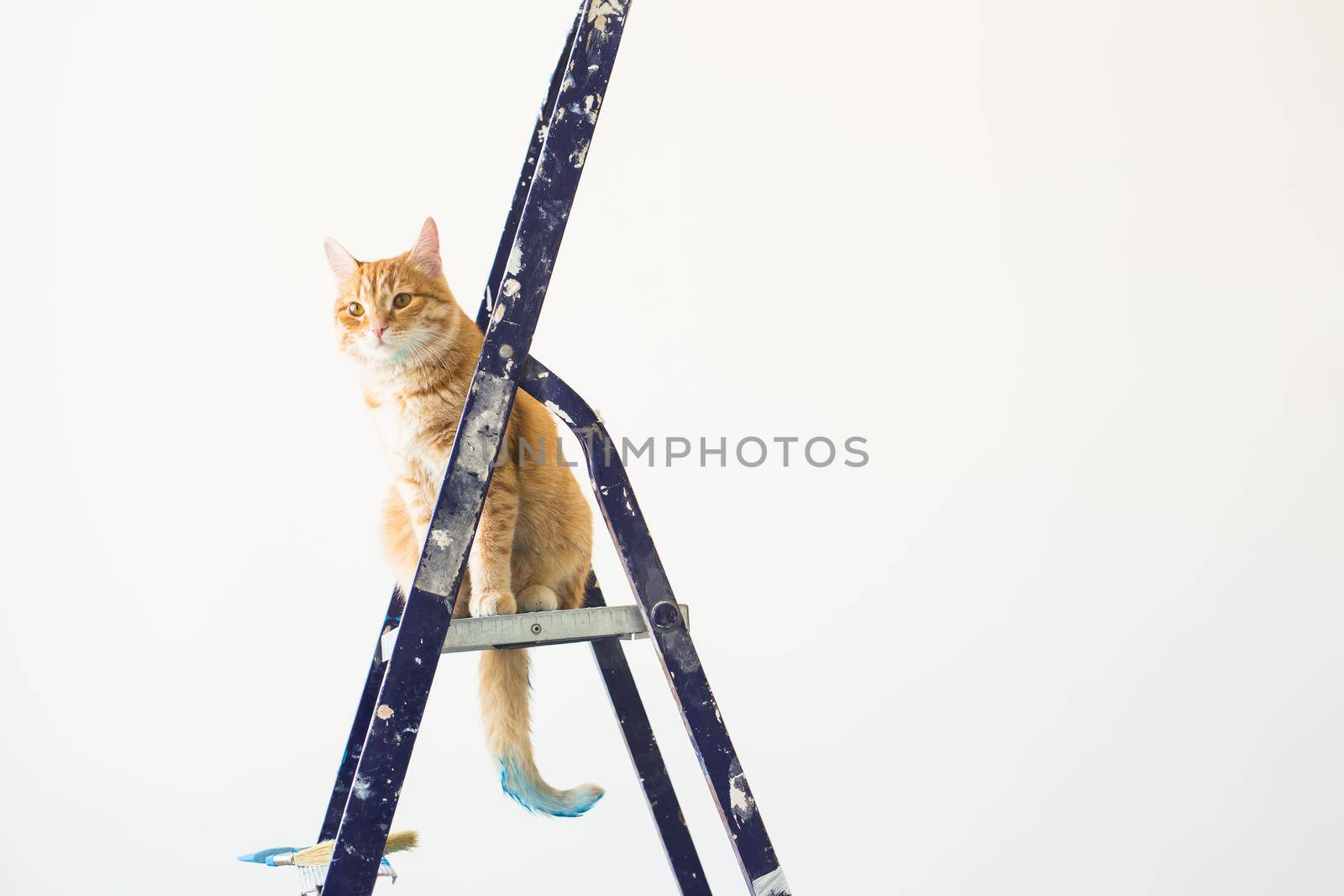 Repair, painting the walls, the cat sits on the stepladder. Funny picture.