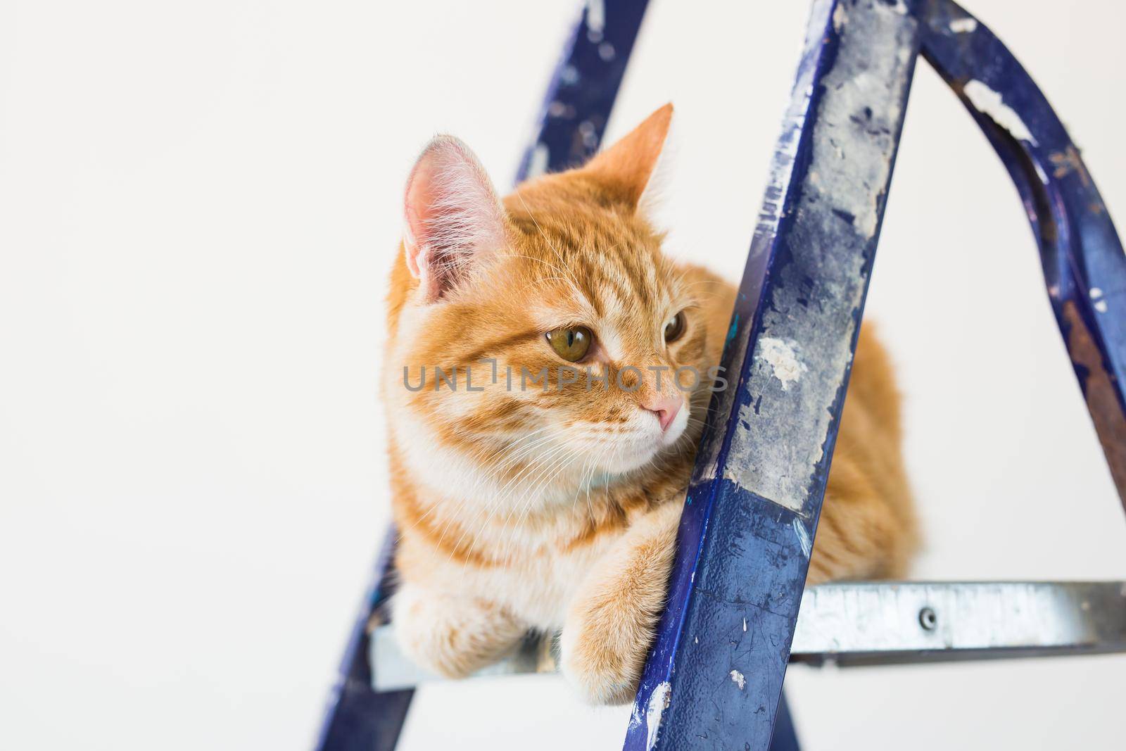 Repair, painting the walls, the cat sits on the stepladder. Funny picture.