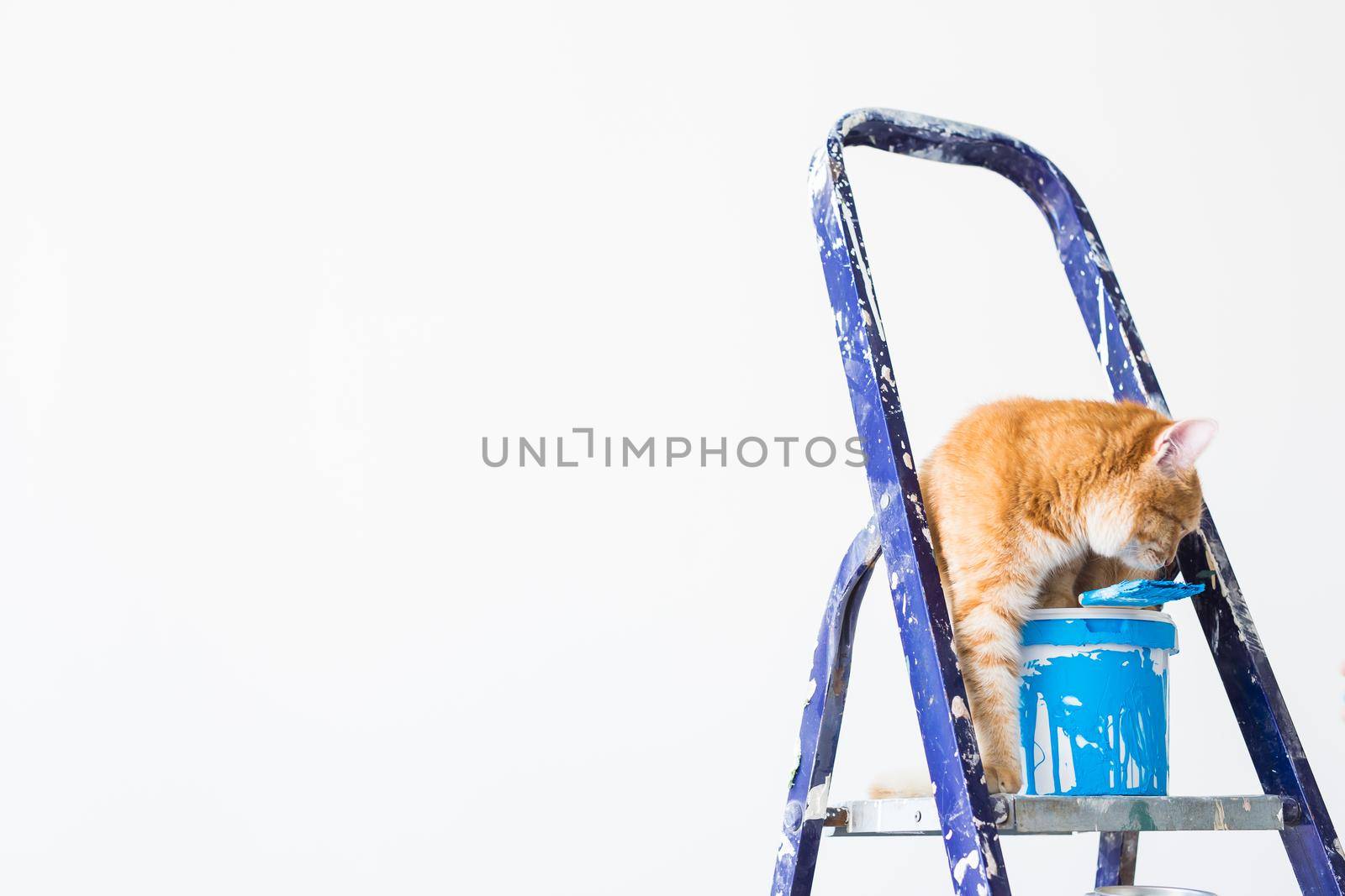 Repair, painting the walls, the cat sits on the stepladder. Funny picture with copy space by Satura86