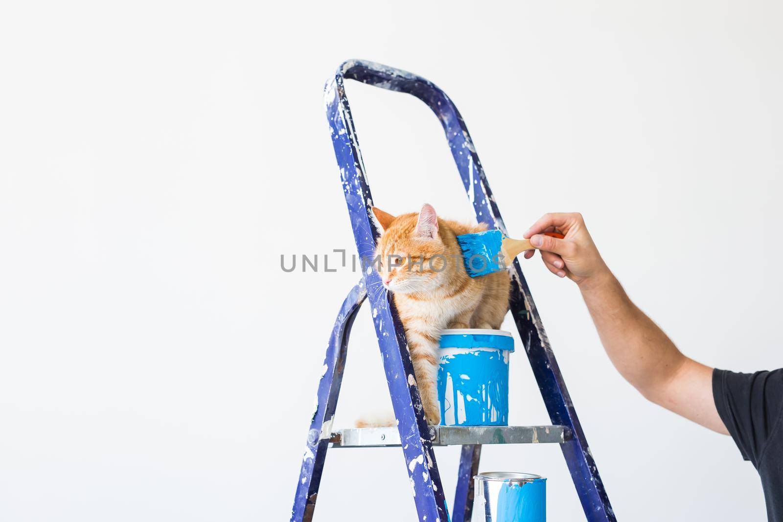 Repair, painting the walls, the cat sits on the stepladder. Funny picture.