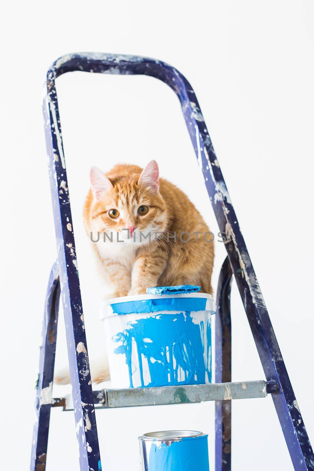 Repair, painting the walls, the cat sits on the stepladder. Funny picture.