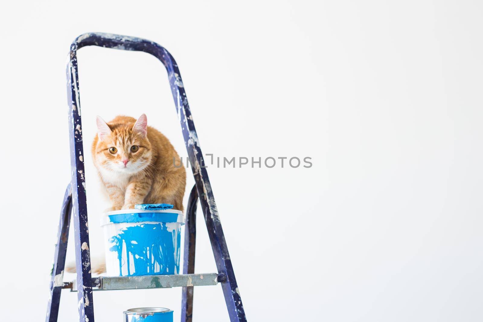 Repair, painting the walls, the cat sits on the stepladder. Funny picture.