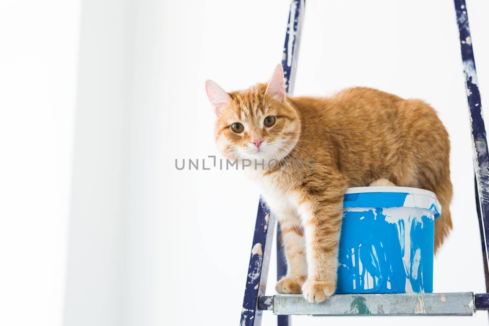 Repair, painting the walls, the cat sits on the stepladder. Funny picture.