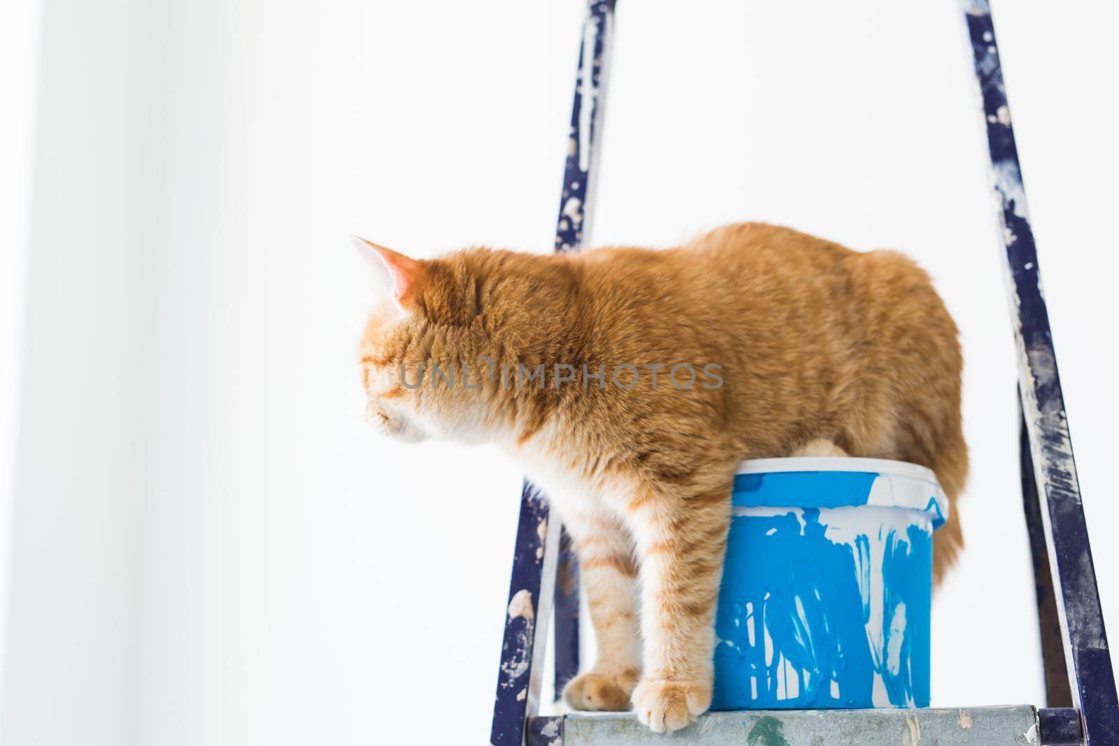 Repair, painting the walls, the cat sits on the stepladder. Funny picture.